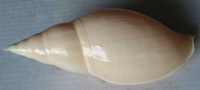 Provocator mirabilis 1)  (H. J. Finlay, 1926)